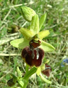 Ophrys aranifera (Orchidaceae)  - Ophrys araignée, Oiseau-coquet - Early Spider-orchid Meuse [France] 09/05/2002 - 270m