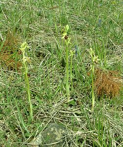 Ophrys aranifera (Orchidaceae)  - Ophrys araignée, Oiseau-coquet - Early Spider-orchid Meuse [France] 09/05/2002 - 270m