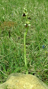 Ophrys aranifera (Orchidaceae)  - Ophrys araignée, Oiseau-coquet - Early Spider-orchid Meuse [France] 09/05/2002 - 270m