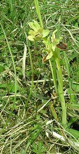 Ophrys aranifera (Orchidaceae)  - Ophrys araignée, Oiseau-coquet - Early Spider-orchid Meuse [France] 09/05/2002 - 270m