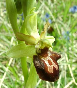 Ophrys aranifera (Orchidaceae)  - Ophrys araignée, Oiseau-coquet - Early Spider-orchid Meuse [France] 09/05/2002 - 270m