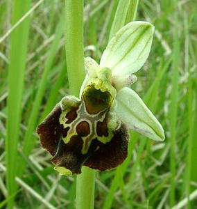 Ophrys fuciflora (Orchidaceae)  - Ophrys bourdon, Ophrys frelon - Late Spider-orchid Aisne [France] 19/05/2002 - 130m