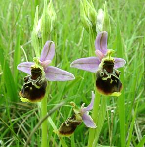 Ophrys fuciflora (Orchidaceae)  - Ophrys bourdon, Ophrys frelon - Late Spider-orchid Aisne [France] 19/05/2002 - 130m