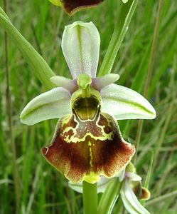 Ophrys fuciflora (Orchidaceae)  - Ophrys bourdon, Ophrys frelon - Late Spider-orchid Aisne [France] 19/05/2002 - 130m