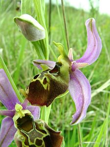 Ophrys fuciflora (Orchidaceae)  - Ophrys bourdon, Ophrys frelon - Late Spider-orchid Aisne [France] 19/05/2002 - 130m