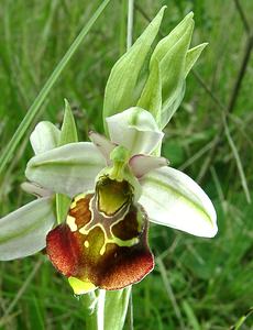 Ophrys fuciflora (Orchidaceae)  - Ophrys bourdon, Ophrys frelon - Late Spider-orchid Aisne [France] 19/05/2002 - 130m