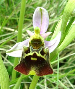 Ophrys fuciflora (Orchidaceae)  - Ophrys bourdon, Ophrys frelon - Late Spider-orchid Aisne [France] 19/05/2002 - 120m