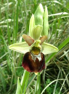 Ophrys x obscura (Orchidaceae)  - Ophrys obscurOphrys fuciflora x Ophrys sphegodes. Meurthe-et-Moselle [France] 09/05/2002 - 300m