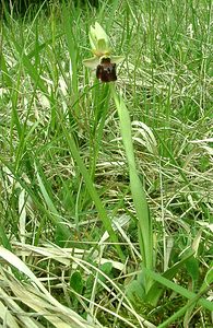 Ophrys x obscura (Orchidaceae)  - Ophrys obscurOphrys fuciflora x Ophrys sphegodes. Meurthe-et-Moselle [France] 09/05/2002 - 300m