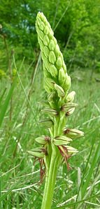 Orchis anthropophora (Orchidaceae)  - Acéras homme-pendu - Man Orchid Meurthe-et-Moselle [France] 09/05/2002 - 300m