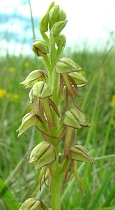 Orchis anthropophora (Orchidaceae)  - Acéras homme-pendu - Man Orchid Aisne [France] 19/05/2002 - 90m