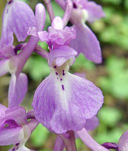 Orchis mascula (Orchidaceae)  - Orchis mâle - Early-purple Orchid Pas-de-Calais [France] 04/05/2002 - 80m