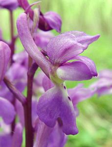 Orchis mascula (Orchidaceae)  - Orchis mâle - Early-purple Orchid Pas-de-Calais [France] 04/05/2002 - 80m