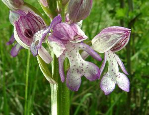 Orchis x hybrida (Orchidaceae)  - Orchis hybrideOrchis militaris x Orchis purpurea. Meurthe-et-Moselle [France] 09/05/2002 - 300m