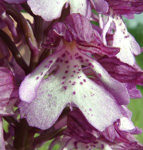 Orchis x hybrida (Orchidaceae)  - Orchis hybrideOrchis militaris x Orchis purpurea. Aisne [France] 19/05/2002 - 90m