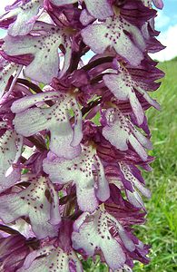 Orchis x hybrida (Orchidaceae)  - Orchis hybrideOrchis militaris x Orchis purpurea. Aisne [France] 19/05/2002 - 90m