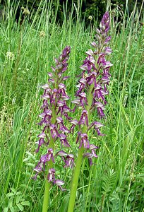 Orchis x spuria (Orchidaceae)  - Orchis bâtardOrchis anthropophora x Orchis militaris. Meurthe-et-Moselle [France] 09/05/2002 - 230m