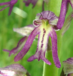 Orchis x spuria (Orchidaceae)  - Orchis bâtardOrchis anthropophora x Orchis militaris. Meurthe-et-Moselle [France] 09/05/2002 - 230m