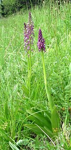 Orchis x spuria (Orchidaceae)  - Orchis bâtardOrchis anthropophora x Orchis militaris. Meurthe-et-Moselle [France] 09/05/2002 - 230m