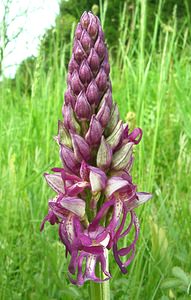 Orchis x spuria (Orchidaceae)  - Orchis bâtardOrchis anthropophora x Orchis militaris. Meurthe-et-Moselle [France] 09/05/2002 - 230m