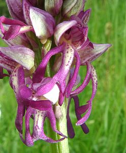 Orchis x spuria (Orchidaceae)  - Orchis bâtardOrchis anthropophora x Orchis militaris. Meurthe-et-Moselle [France] 09/05/2002 - 230m