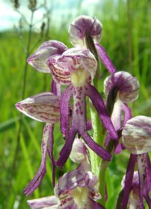 Orchis x spuria (Orchidaceae)  - Orchis bâtardOrchis anthropophora x Orchis militaris. Aisne [France] 19/05/2002 - 90m