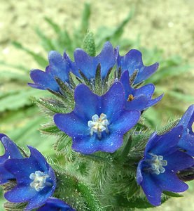 Anchusa officinalis (Boraginaceae)  - Buglosse officinale - Alkanet Furnes [Belgique] 08/06/2002 - 10m