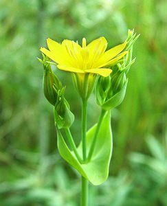 Blackstonia perfoliata (Gentianaceae)  - Blackstonie perfoliée, Chlorette, Chlore perfoliée - Yellow-wort Nord [France] 16/06/2002