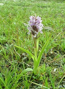 Dactylorhiza incarnata (Orchidaceae)  - Dactylorhize incarnat, Orchis incarnat, Orchis couleur de chair - Early Marsh-orchid Furnes [Belgique] 08/06/2002 - 10m