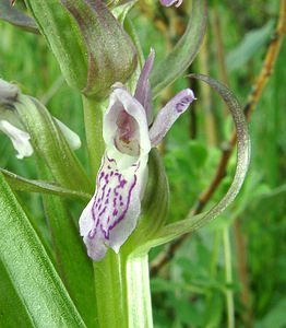 Dactylorhiza incarnata (Orchidaceae)  - Dactylorhize incarnat, Orchis incarnat, Orchis couleur de chair - Early Marsh-orchid Furnes [Belgique] 08/06/2002 - 10m