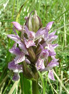 Dactylorhiza incarnata (Orchidaceae)  - Dactylorhize incarnat, Orchis incarnat, Orchis couleur de chair - Early Marsh-orchid Furnes [Belgique] 08/06/2002 - 10m