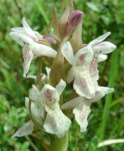 Dactylorhiza incarnata (Orchidaceae)  - Dactylorhize incarnat, Orchis incarnat, Orchis couleur de chair - Early Marsh-orchid Furnes [Belgique] 08/06/2002 - 10m