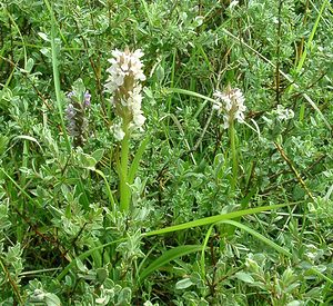 Dactylorhiza incarnata (Orchidaceae)  - Dactylorhize incarnat, Orchis incarnat, Orchis couleur de chair - Early Marsh-orchid Furnes [Belgique] 08/06/2002 - 10m