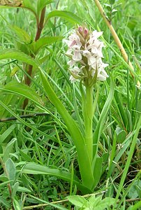 Dactylorhiza incarnata (Orchidaceae)  - Dactylorhize incarnat, Orchis incarnat, Orchis couleur de chair - Early Marsh-orchid Furnes [Belgique] 08/06/2002 - 10m