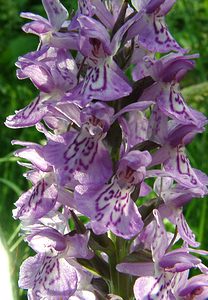 Dactylorhiza maculata (Orchidaceae)  - Dactylorhize maculé, Orchis tacheté, Orchis maculé - Heath Spotted-orchid Pas-de-Calais [France] 22/06/2002 - 80m