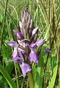 Dactylorhiza praetermissa (Orchidaceae)  - Dactylorhize négligé, Orchis négligé, Orchis oublié - Southern Marsh-orchid Courtrai [Belgique] 02/06/2002 - 20m