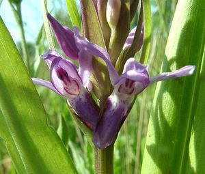 Dactylorhiza praetermissa (Orchidaceae)  - Dactylorhize négligé, Orchis négligé, Orchis oublié - Southern Marsh-orchid Courtrai [Belgique] 02/06/2002 - 20m