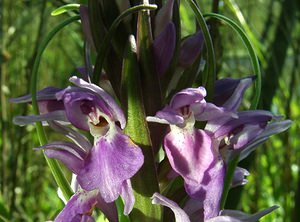 Dactylorhiza praetermissa (Orchidaceae)  - Dactylorhize négligé, Orchis négligé, Orchis oublié - Southern Marsh-orchid Courtrai [Belgique] 02/06/2002 - 20m