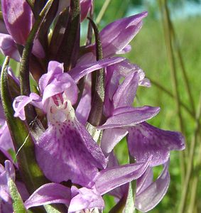 Dactylorhiza praetermissa (Orchidaceae)  - Dactylorhize négligé, Orchis négligé, Orchis oublié - Southern Marsh-orchid Courtrai [Belgique] 02/06/2002 - 20m