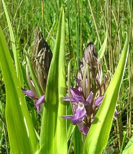 Dactylorhiza praetermissa (Orchidaceae)  - Dactylorhize négligé, Orchis négligé, Orchis oublié - Southern Marsh-orchid Courtrai [Belgique] 02/06/2002 - 20m