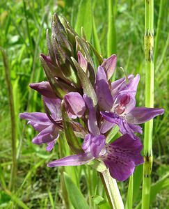 Dactylorhiza praetermissa (Orchidaceae)  - Dactylorhize négligé, Orchis négligé, Orchis oublié - Southern Marsh-orchid Courtrai [Belgique] 02/06/2002 - 20m