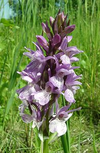 Dactylorhiza praetermissa (Orchidaceae)  - Dactylorhize négligé, Orchis négligé, Orchis oublié - Southern Marsh-orchid Courtrai [Belgique] 02/06/2002 - 20m