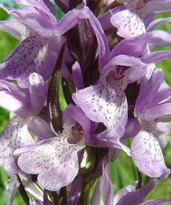 Dactylorhiza praetermissa (Orchidaceae)  - Dactylorhize négligé, Orchis négligé, Orchis oublié - Southern Marsh-orchid Courtrai [Belgique] 02/06/2002 - 20m