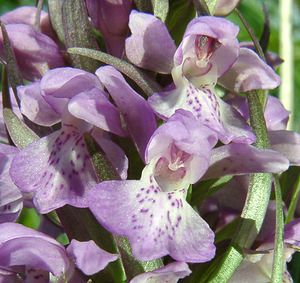 Dactylorhiza praetermissa (Orchidaceae)  - Dactylorhize négligé, Orchis négligé, Orchis oublié - Southern Marsh-orchid Courtrai [Belgique] 02/06/2002 - 20m