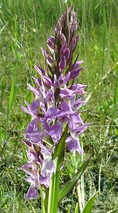 Dactylorhiza praetermissa (Orchidaceae)  - Dactylorhize négligé, Orchis négligé, Orchis oublié - Southern Marsh-orchid Courtrai [Belgique] 02/06/2002 - 20m