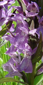 Dactylorhiza praetermissa (Orchidaceae)  - Dactylorhize négligé, Orchis négligé, Orchis oublié - Southern Marsh-orchid Courtrai [Belgique] 02/06/2002 - 20m