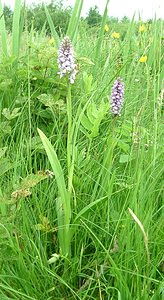 Dactylorhiza praetermissa (Orchidaceae)  - Dactylorhize négligé, Orchis négligé, Orchis oublié - Southern Marsh-orchid Pas-de-Calais [France] 22/06/2002 - 30m