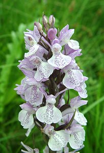 Dactylorhiza praetermissa (Orchidaceae)  - Dactylorhize négligé, Orchis négligé, Orchis oublié - Southern Marsh-orchid Pas-de-Calais [France] 22/06/2002 - 30m