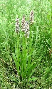 Dactylorhiza praetermissa (Orchidaceae)  - Dactylorhize négligé, Orchis négligé, Orchis oublié - Southern Marsh-orchid Pas-de-Calais [France] 22/06/2002 - 30m