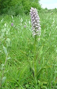 Dactylorhiza x grandis (Orchidaceae)  - Grand dactylorhizeDactylorhiza fuchsii x Dactylorhiza praetermissa subsp. praetermissa. Furnes [Belgique] 08/06/2002 - 10m